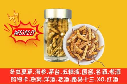 甘南舟曲县回收散虫草